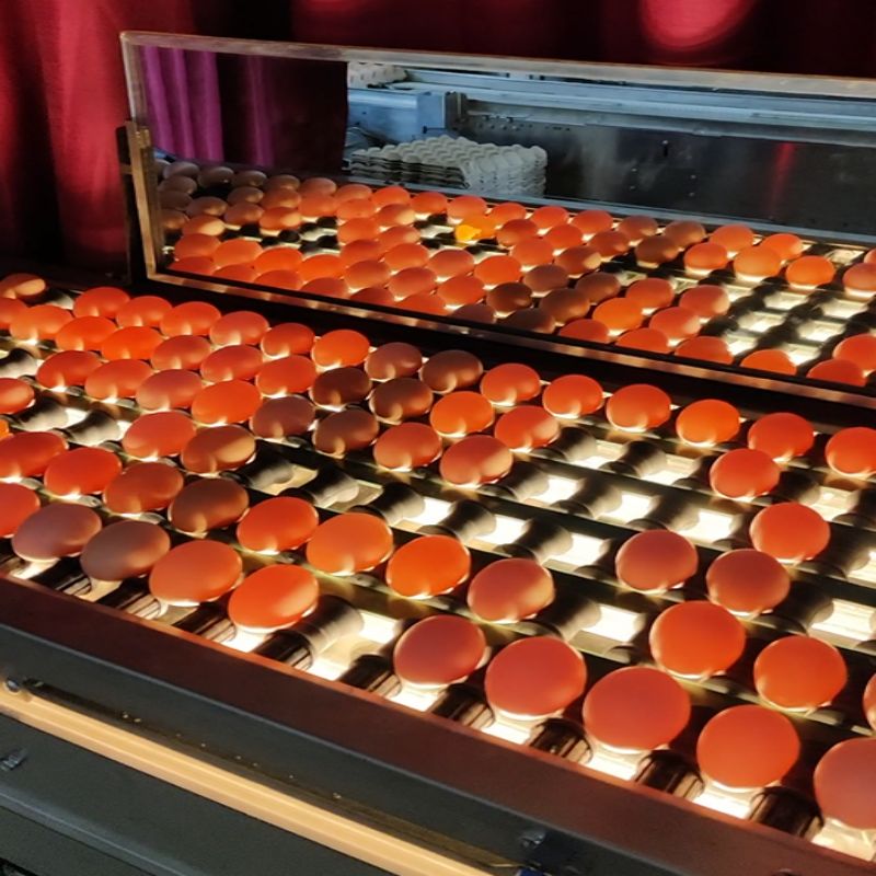 ��z�C(j��)